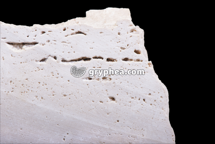 Travertin (détail) - gryphea.org